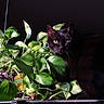 black_cat, green_leaves, plant, indoor, pet, animal, feline, nature, leafy, shadow, light, curious, closeup, houseplant, quiet, still_life, domestic_cat, dark_background, whiskers, eyes