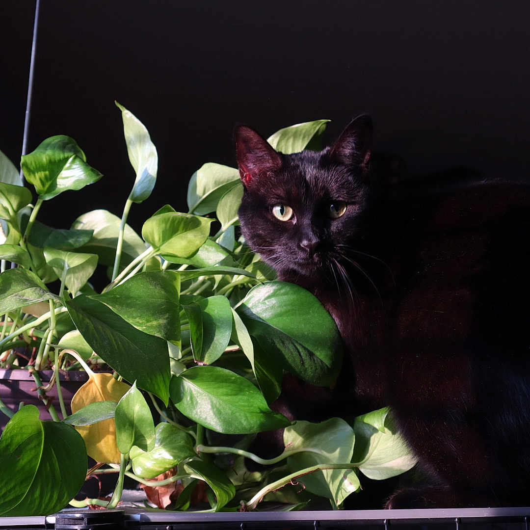 Jedi is registered to the contest to win money with this photo: black_cat, green_leaves, plant, indoor, pet, animal, feline, nature, leafy, shadow, light, curious, closeup, houseplant, quiet, still_life, domestic_cat, dark_background, whiskers, eyes
