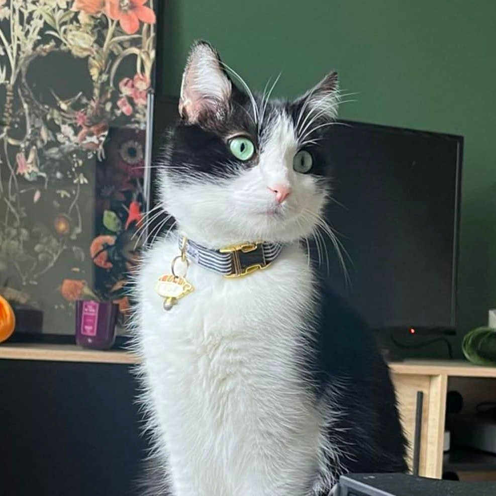 Sushi participe au concours pour gagner de l'argent avec cette photo : accessories, angora, animal, cat, computer, computerhardware, egyptiancat, electronics, formalwear, furniture, hardware, kitten, manx, monitor, pet, plant, pottedplant, screen, tie, tv