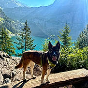 Shiva a rejoint le concours — aidez-le/la à gagner de superbes lots ! adventure, alpine_lake, canine, cliffs, dog, evergreen_trees, forest, harness, hiking, landscape, log, mountain, nature, outdoors, rocky_terrain, scenic_view, standing, sunlight, travel, turquoise_water