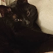 Néo a rejoint le concours — aidez-le/la à gagner de superbes lots ! black_cat, cat, pet, sleeping, resting, feline, fur, whiskers, close_up, cozy, indoor, blanket, soft, relaxed, cute, animal, mammal, quiet, home, comfort