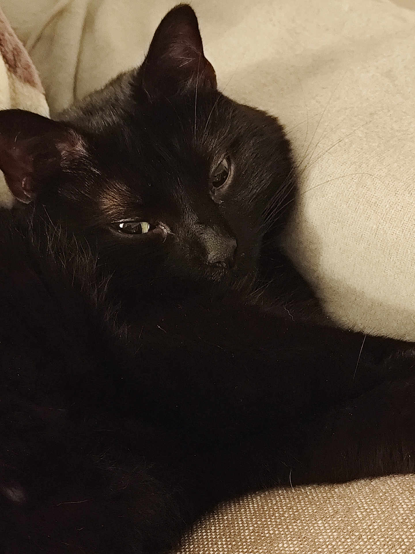 Néo a rejoint le concours — aidez-le/la à gagner de superbes lots ! black_cat, cat, pet, sleeping, resting, feline, fur, whiskers, close_up, cozy, indoor, blanket, soft, relaxed, cute, animal, mammal, quiet, home, comfort