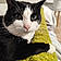Sylvestre