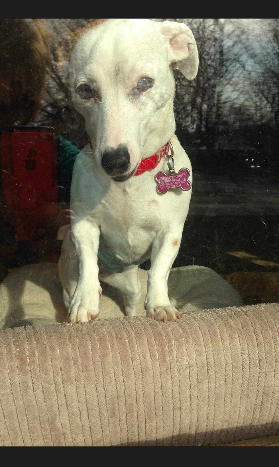 Bindi