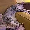 cat, tabby_cat, sleeping, armchair, blanket, indoor, cozy, furniture, pet, relaxation, fur, paw, striped, resting, comfort, domestic_animal, cute, animal, mammal, lazy