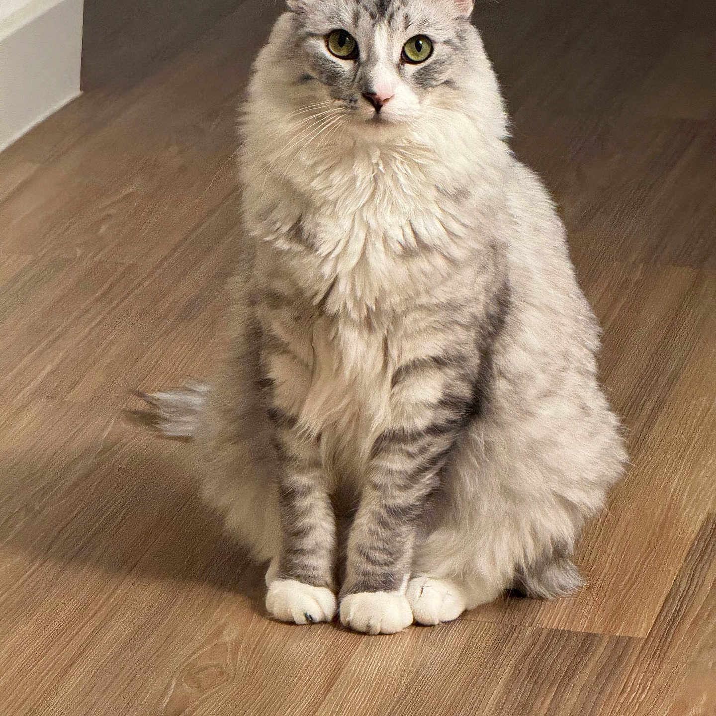 Echo is registered to the contest to win money with this photo: cat, fluffy, sitting, wooden_floor, indoor, pet, animal, feline, green_eyes, long_hair, domestic_cat, calm, portrait, looking_at_camera, whiskers, ears, tail, paws, soft_lighting, home