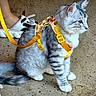 Echo joined the competition — help win amazing prizes! cat, gray_cat, white_paws, yellow_harness, leash, indoor, floor, person, foot, slipper, animal_slipper, sitting, pet, domestic_cat, feline, curious, side_view, cute, fur, whiskers