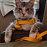 Echo is registered to the contest to win money with this photo: cat, kitten, indoor, pet, feline, harness, leash, gray, white, fur, curious, sitting, chair, window, blind, cozy, domestic, animal, young, cute