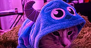 Echo joined the competition — help win amazing prizes! cat, costume, hoodie, monster, purple_light, indoor, rug, pet, cute, animal, feline, cozy, shaggy, playful, soft_toy, face, whiskers, ears, resting, domestic