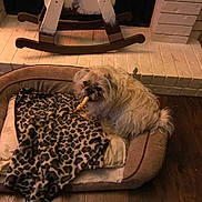 Zoe is registered to the contest to win money with this photo: animal, blanket, brick, brown, chewing, comfort, cozy, dog, dog_bed, fireplace, fur, home, indoor, leopard_print, pet, rocking_horse, small_dog, treat, white, wooden_floor
