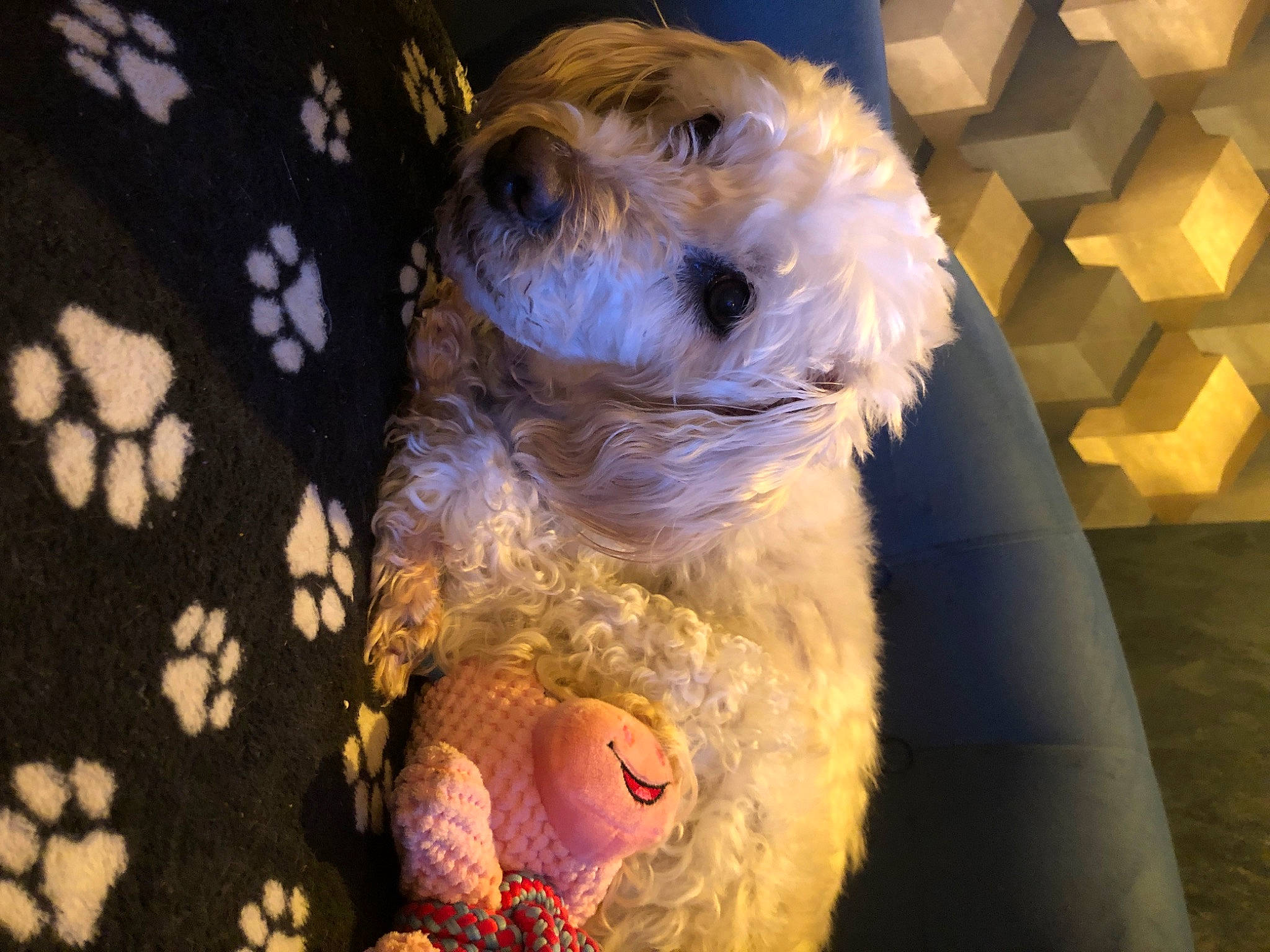 Pepette participe au concours pour gagner de l'argent avec cette photo : canidae, carnivore, companion_dog, corn_on_the_cob, dog, dog_breed, dog_clothes, dog_supply, fawn, fur, labradoodle, pattern, poodle_crossbreed, seat_belt, small_terrier, snout, sporting_group, terrier, toy_dog, whiskers