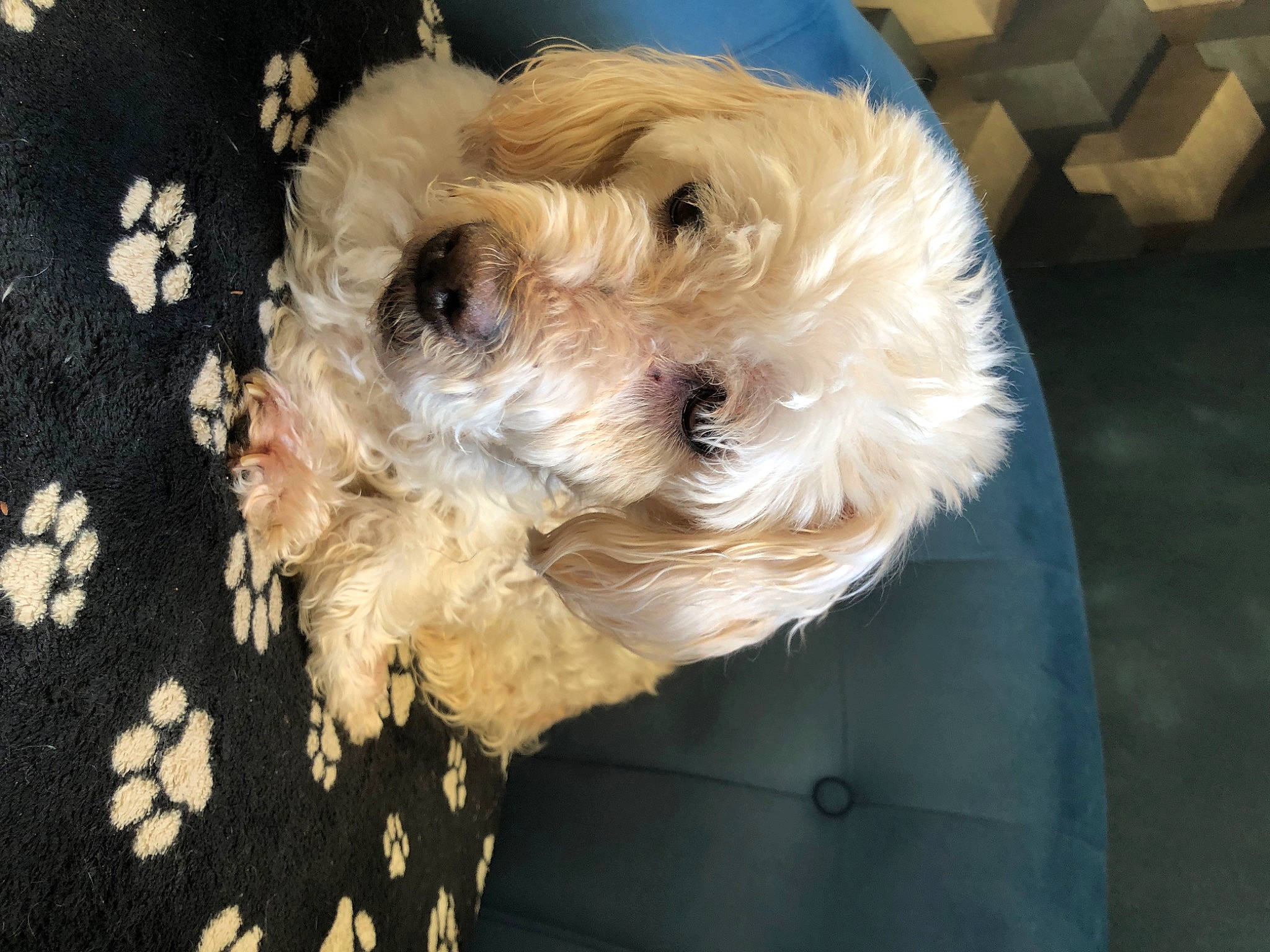 Pepette participe au concours pour gagner de l'argent avec cette photo : canidae, carnivore, companion_dog, dog, dog_breed, fur, labradoodle, mal_shi, maltepoo, non_sporting_group, poodle_crossbreed, shih_poo, small_terrier, snout, sporting_group, terrier, toy_dog, water_dog, working_animal, yorkipoo