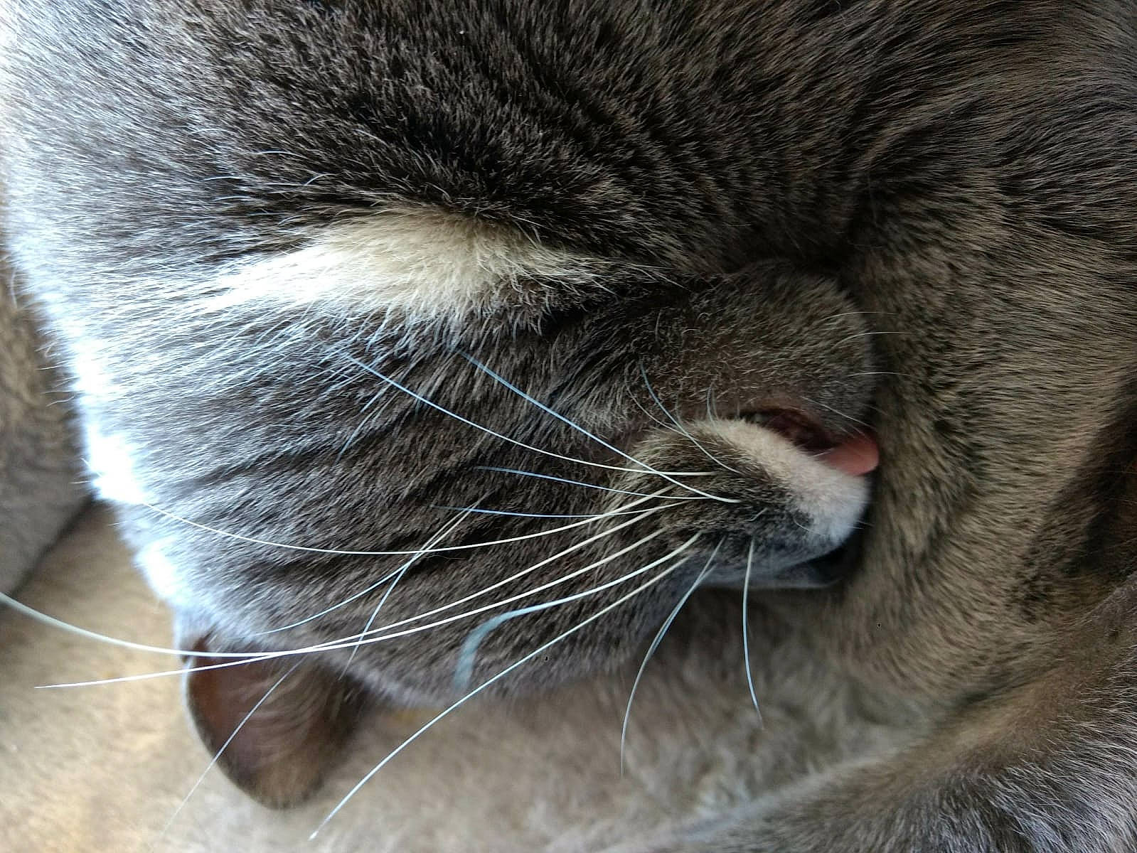 Moustache participe au concours pour gagner de l'argent avec cette photo : carnivore, cat, claw, comfort, domestic_short_haired_cat, felidae, fur, grey, nap, paw, sleep, small_to_medium_sized_cats, snout, tail, terrestrial_animal, whiskers