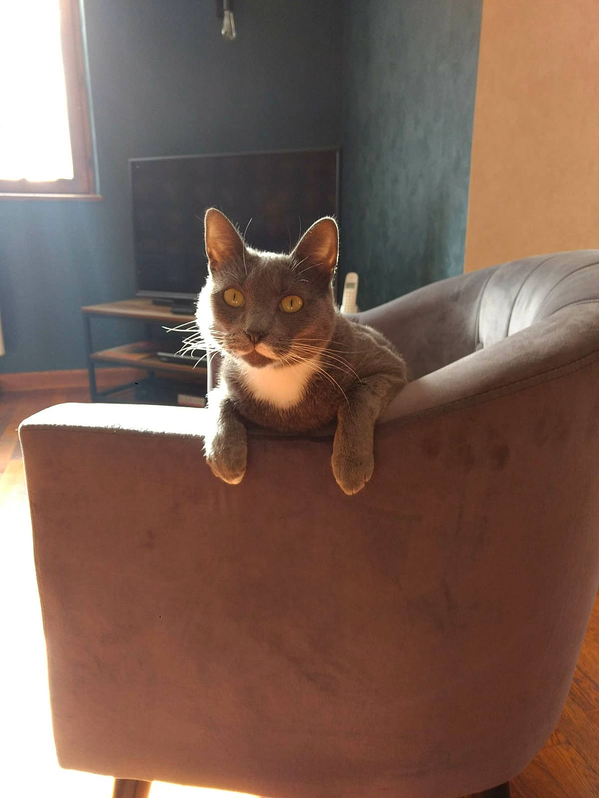 Moustache a rejoint le concours — aidez-le/la à gagner de superbes lots ! brown, carnivore, cat, cat_supply, chair, comfort, couch, domestic_short_haired_cat, fawn, felidae, flowerpot, hardwood, pet_supply, small_to_medium_sized_cats, stairs, table, tail, whiskers, window, wood