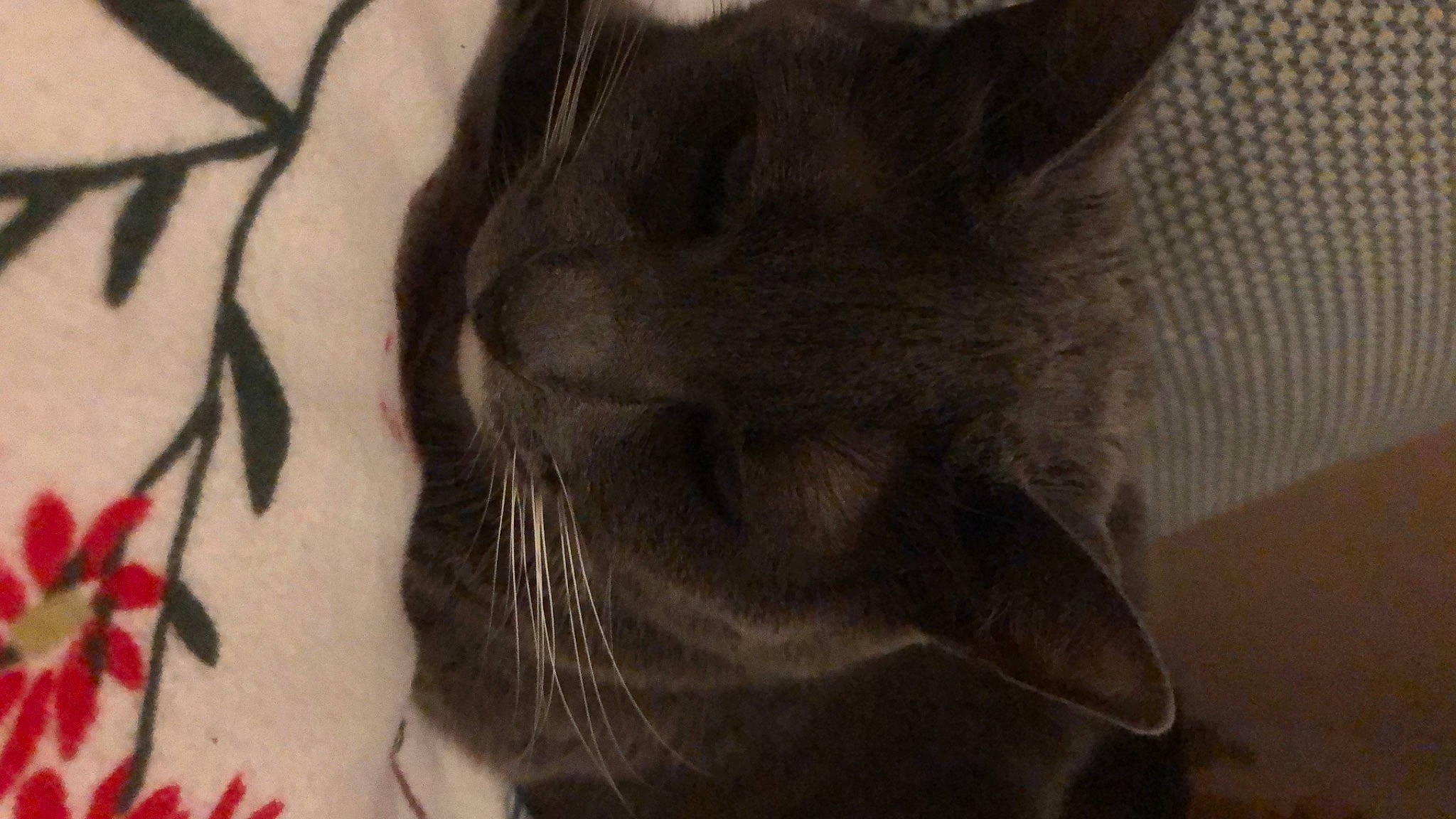 Moustache a rejoint le concours — aidez-le/la à gagner de superbes lots ! black_cat, carmine, carnivore, cat, domestic_short_haired_cat, felidae, fur, grey, monochrome, monochrome_photography, small_to_medium_sized_cats, snout, terrestrial_animal, whiskers