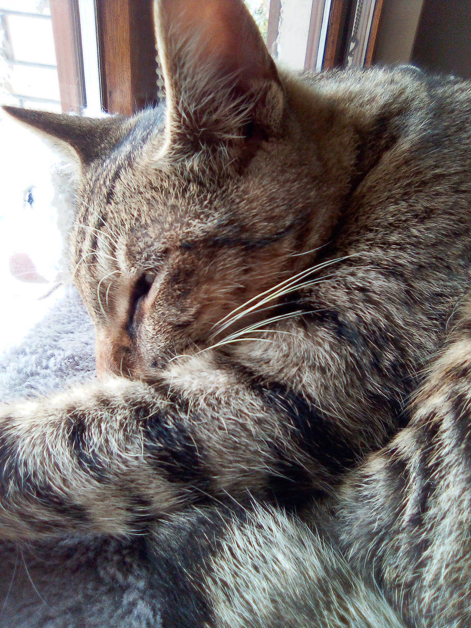 Cooki a rejoint le concours — aidez-le/la à gagner de superbes lots ! carnivore, cat, claw, close_up, domestic_short_haired_cat, felidae, fur, paw, small_to_medium_sized_cats, snout, tail, terrestrial_animal, tree, whiskers, window