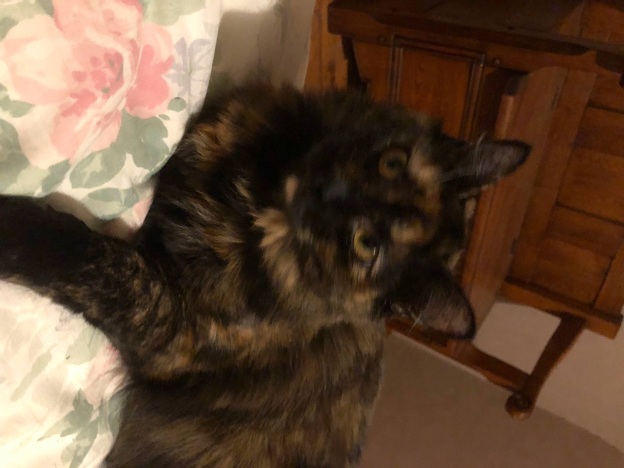 Moon a rejoint le concours — aidez-le/la à gagner de superbes lots ! black_cat, carnivore, cat, claw, comfort, companion_dog, dog_breed, domestic_short_haired_cat, felidae, flower, fur, hardwood, petal, small_to_medium_sized_cats, snout, sporting_group, tail, terrestrial_animal, whiskers, wood