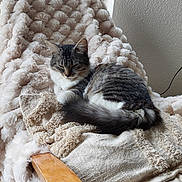 Patoune a rejoint le concours — aidez-le/la à gagner de superbes lots ! armchair, blanket, cat, cozy, curled_up, cushion, ears, fluffy_tail, furniture, gray_fur, home, indoor, kitten, natural_light, portrait, sleeping, soft_texture, tabby, whiskers, white_fur