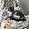 armchair, blanket, cat, cozy, curled_up, cushion, ears, fluffy_tail, furniture, gray_fur, home, indoor, kitten, natural_light, portrait, sleeping, soft_texture, tabby, whiskers, white_fur