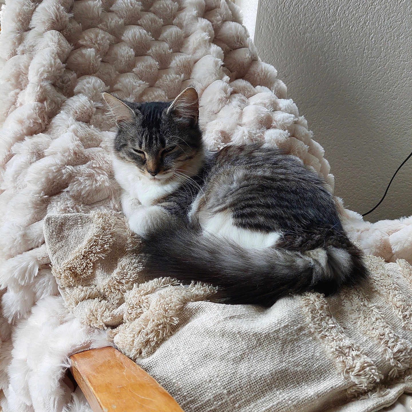 Patoune