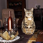 Grisette participe au concours pour gagner de l'argent avec cette photo : cat, tabby_cat, table, bottle, glass, decor, ribbons, centerpiece, furniture, chair, room, indoor, wooden_furniture, tablecloth, pet, animal, domestic_cat, sitting, looking, home