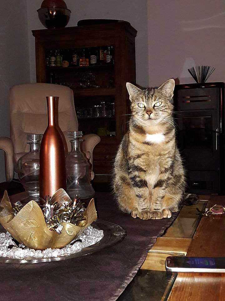 Grisette participe au concours pour gagner de l'argent avec cette photo : cat, tabby_cat, table, bottle, glass, decor, ribbons, centerpiece, furniture, chair, room, indoor, wooden_furniture, tablecloth, pet, animal, domestic_cat, sitting, looking, home