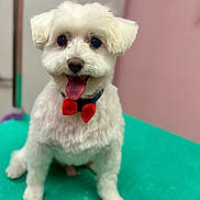 Milo is registered to the contest to win money with this photo: dog, white_dog, bow_tie, pet, cute, fluffy, sitting, tongue_out, indoor, smiling, small_dog, groomed, happy, animal, companion, friendly, portrait, canine, domestic_animal, cute_pet
