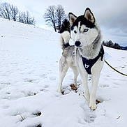 Artick a rejoint le concours — aidez-le/la à gagner de superbes lots ! dog, siberian_husky, snow, winter, outdoor, leash, harness, animal, canine, blue_eyes, fur, nature, sky, trees, landscape, field, standing, pet, cold, adventure