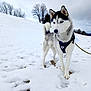 dog, siberian_husky, snow, winter, outdoor, leash, harness, animal, canine, blue_eyes, fur, nature, sky, trees, landscape, field, standing, pet, cold, adventure
