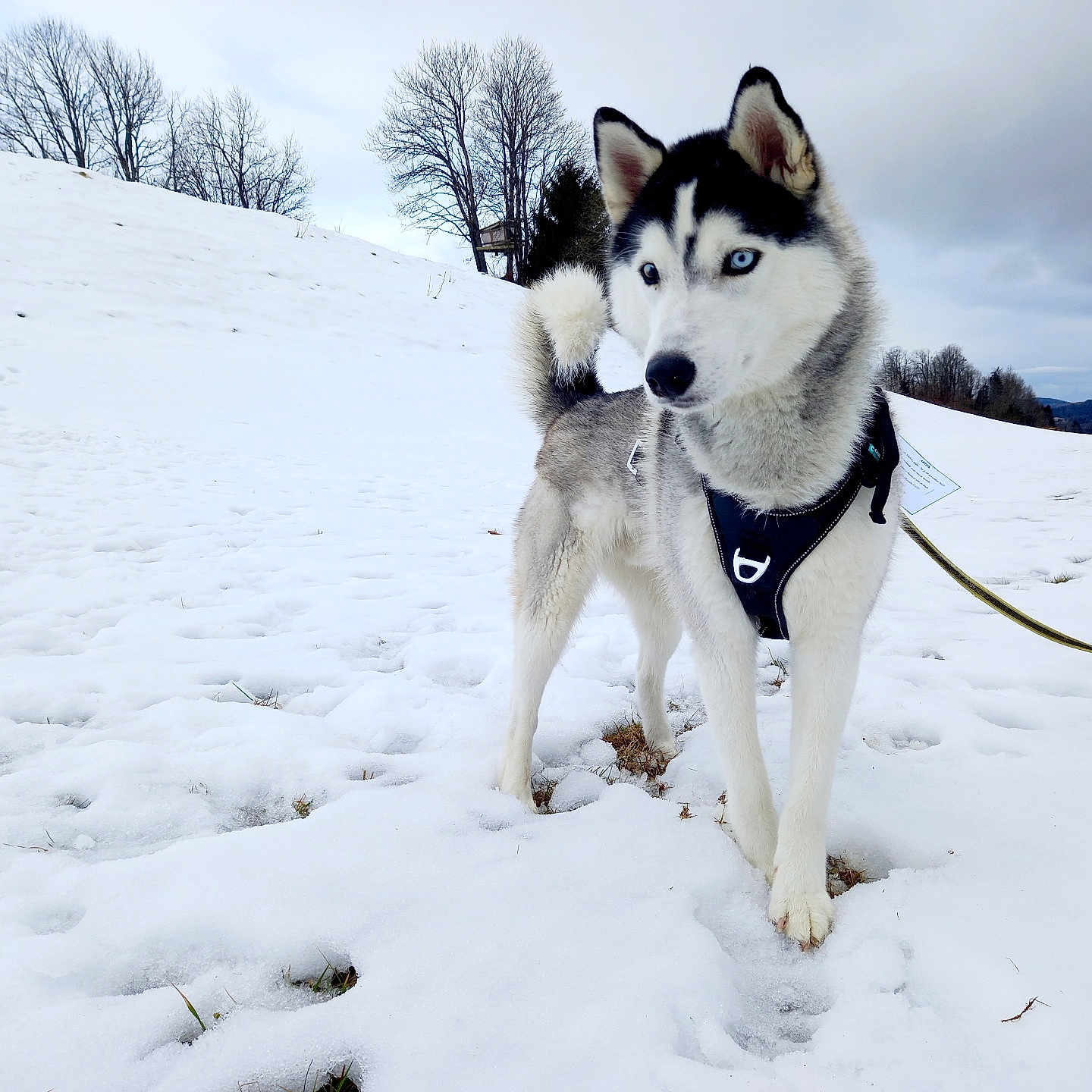 Artick a rejoint le concours — aidez-le/la à gagner de superbes lots ! adventure, animal, blue_eyes, canine, cold, dog, field, fur, harness, landscape, leash, nature, outdoor, pet, siberian_husky, sky, snow, standing, trees, winter