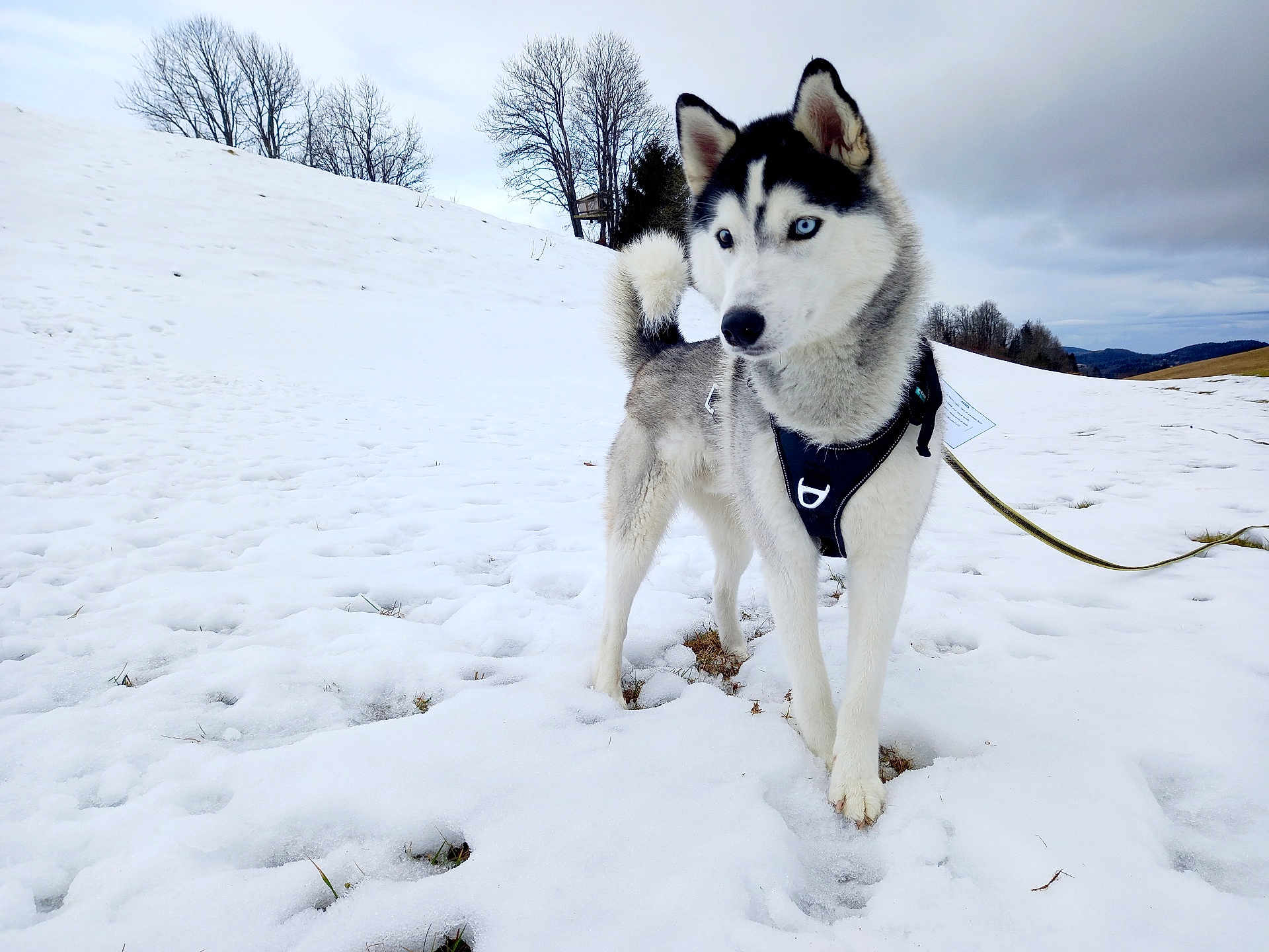 Artick a rejoint le concours — aidez-le/la à gagner de superbes lots ! dog, siberian_husky, snow, winter, outdoor, leash, harness, animal, canine, blue_eyes, fur, nature, sky, trees, landscape, field, standing, pet, cold, adventure