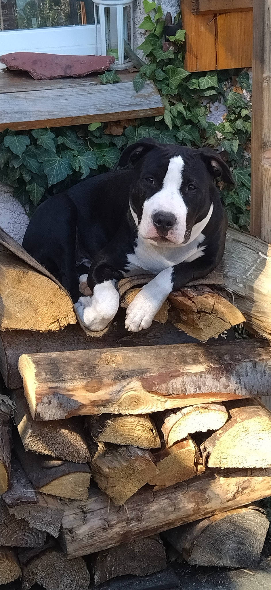 Kong participe au concours pour gagner de l'argent avec cette photo : canidae, carnivore, companion_dog, dog, dog_breed, flooring, fur, grass, hardwood, non_sporting_group, outdoor_furniture, plant, snout, soil, sporting_group, tail, tree, wood, working_animal, working_dog