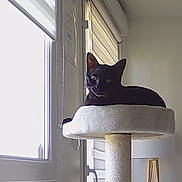 Bagheera participe au concours pour gagner de l'argent avec cette photo : animal, apartment, black_cat, cat, cat_tree, cozy, curious, daylight, domestic, furniture, house, indoor, lamp, minimalistic, pet, quiet, relaxed, resting, sunlight, window