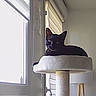 Bagheera participe au concours pour gagner de l'argent avec cette photo : cat, black_cat, cat_tree, window, indoor, lamp, furniture, pet, animal, relaxed, sunlight, minimalistic, curious, cozy, domestic, resting, quiet, house, apartment, daylight