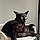 Bagheera