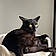 Bagheera