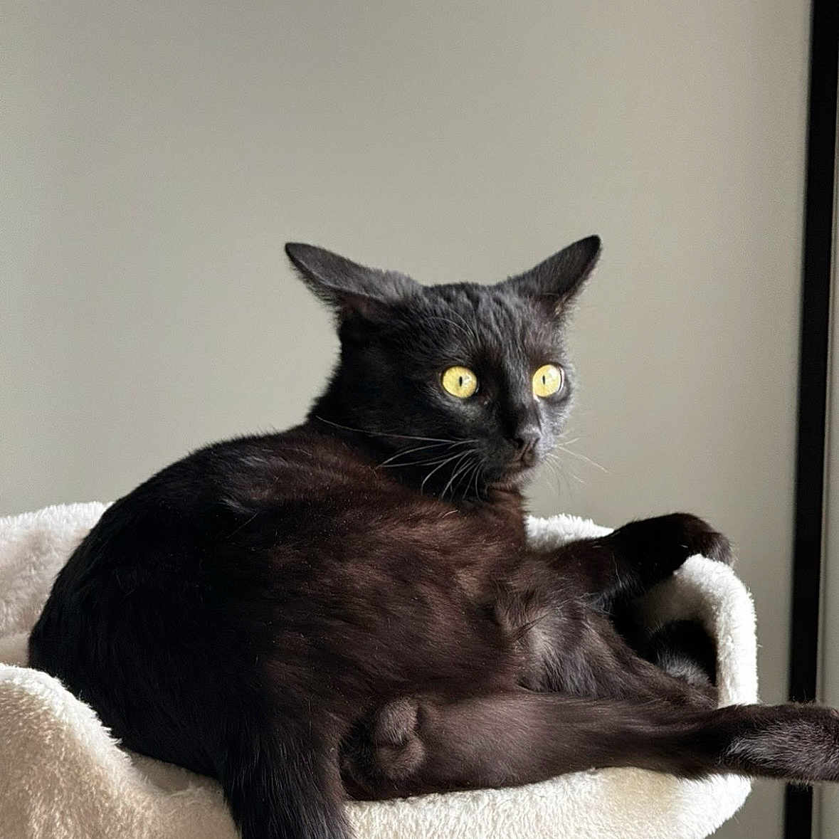 Bagheera participe au concours pour gagner de l'argent avec cette photo : cat, black_cat, yellow_eyes, pet, feline, animal, indoor, cat_perch, relaxed, resting, fur, whiskers, ears, tail, looking_away, cozy, soft_texture, home, domestic_cat, cute