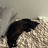 black_cat, cat, pet, animal, bed, blanket, pillow, resting, relaxed, indoor, feline, cozy, fur, sleepy, cute, domestic_animal, laying_down, comfort, home, quiet