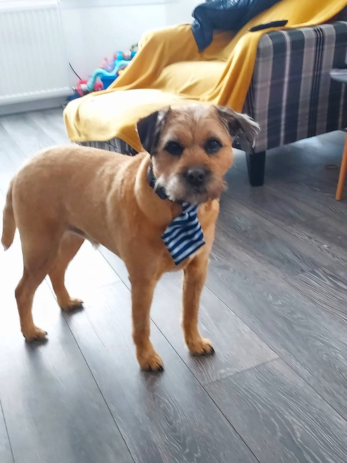 Archie joined the competition — help win amazing prizes! canidae, carnivore, chair, collar, comfort, companion_dog, couch, dog, dog_breed, fawn, floor, flooring, furniture, hardwood, paw, snout, sporting_group, tail, wood, working_animal