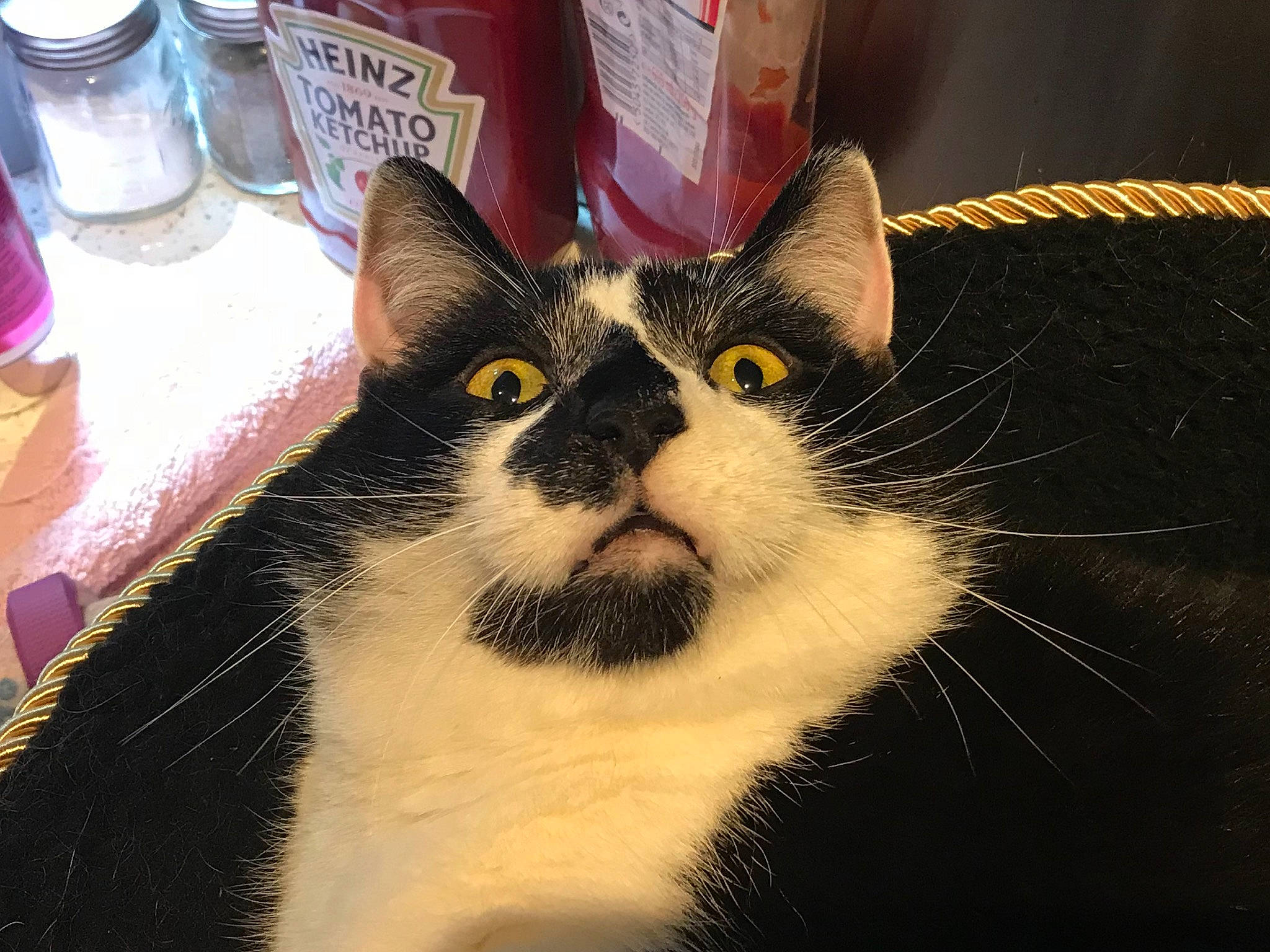 Eddie is registered to the contest to win money with this photo: carnivore, cat, domestic_short_haired_cat, felidae, fur, salt_and_pepper_shakers, small_to_medium_sized_cats, snout, terrestrial_animal, whiskers, window