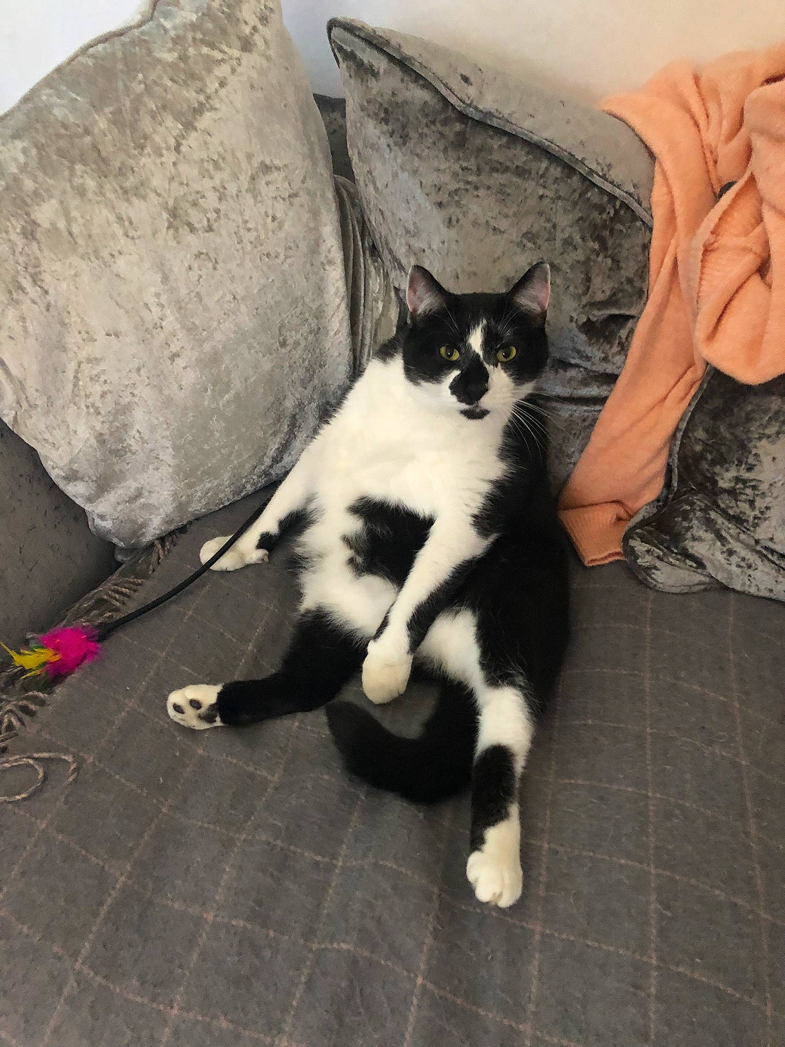 Eddie is registered to the contest to win money with this photo: carnivore, cat, comfort, couch, domestic_short_haired_cat, felidae, floor, flooring, foot, fur, grey, human_leg, lap, paw, pillow, sitting, small_to_medium_sized_cats, tail, whiskers, wood