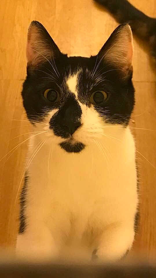 Eddie joined the competition — help win amazing prizes! art, carnivore, cat, domestic_short_haired_cat, felidae, fur, head, paw, small_to_medium_sized_cats, snout, tail, terrestrial_animal, tints_and_shades, whiskers, window