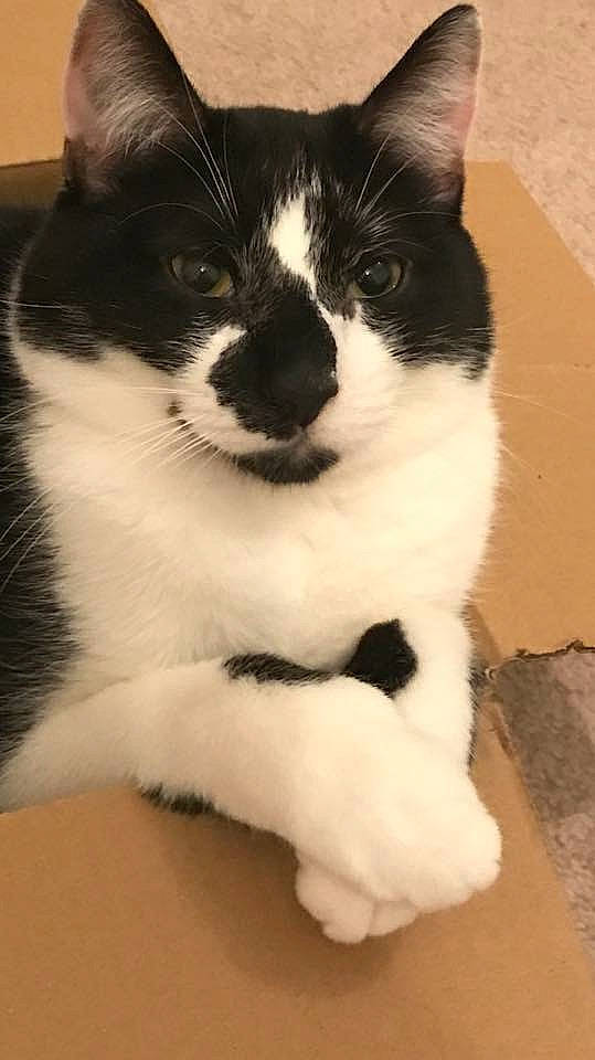 Eddie is registered to the contest to win money with this photo: carnivore, cat, claw, comfort, domestic_short_haired_cat, eye, felidae, flooring, formal_wear, fur, monochrome_photography, paw, sitting, small_to_medium_sized_cats, snout, tail, terrestrial_animal, whiskers