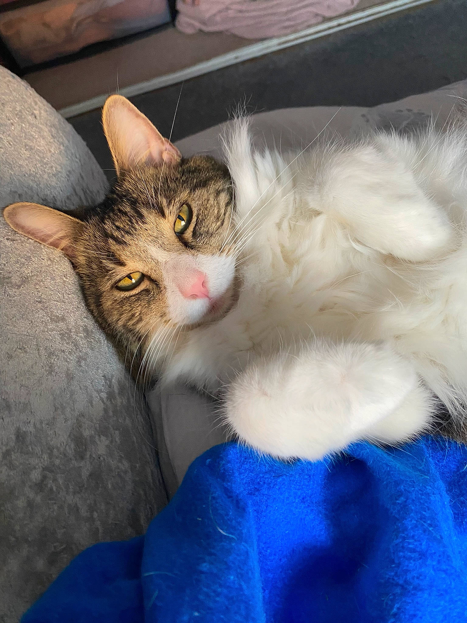 Alfie is registered to the contest to win money with this photo: carnivore, cat, claw, comfort, domestic_short_haired_cat, electric_blue, eye, felidae, fur, nap, paw, small_to_medium_sized_cats, snout, tail, whiskers