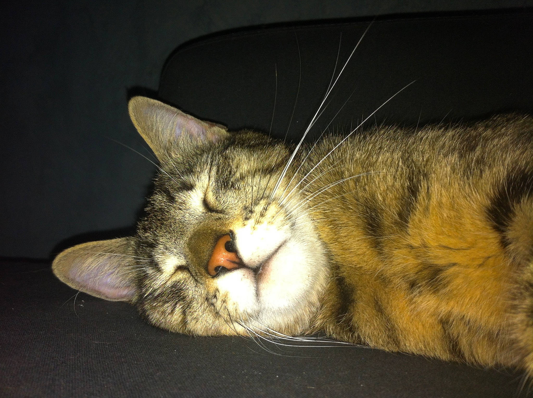 Vodka participe au concours pour gagner de l'argent avec cette photo : bored, carnivore, cat, claw, comfort, curious, darkness, domestic_short_haired_cat, ear, eye, felidae, fur, paw, sleep, small_to_medium_sized_cats, snout, tail, terrestrial_animal, whiskers, wildlife