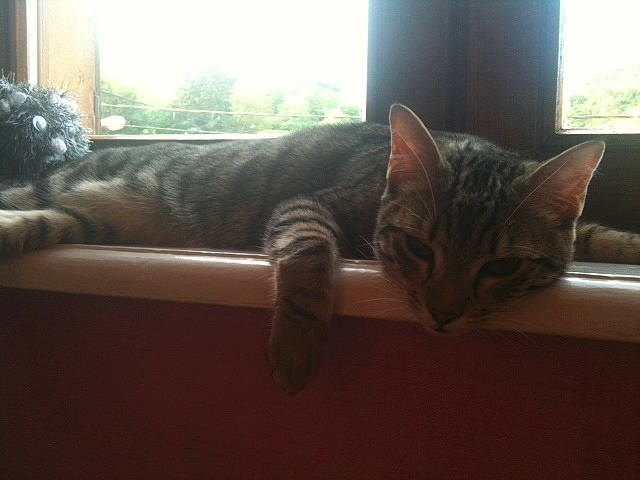 Vodka participe au concours pour gagner de l'argent avec cette photo : carnivore, cat, comfort, domestic_short_haired_cat, felidae, flooring, fur, hardwood, home, light, mammal, plant, small_to_medium_sized_cats, snout, tail, tree, vertebrate, whiskers, window, wood