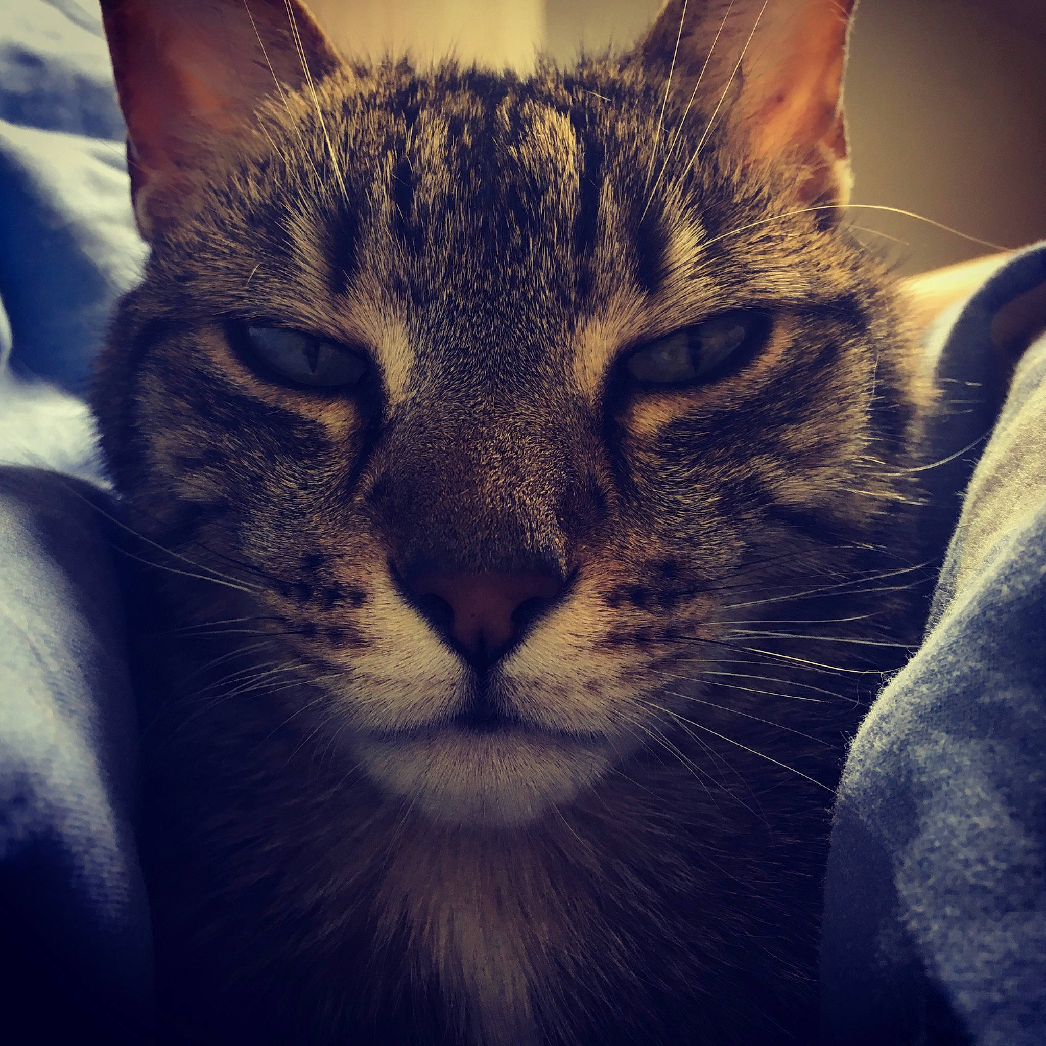 Vodka a rejoint le concours — aidez-le/la à gagner de superbes lots ! carnivore, cat, cloud, domestic_short_haired_cat, ear, eye, felidae, fur, hair, head, iris, meteorological_phenomenon, mountain, paw, sky, small_to_medium_sized_cats, snout, whiskers, wildlife, window