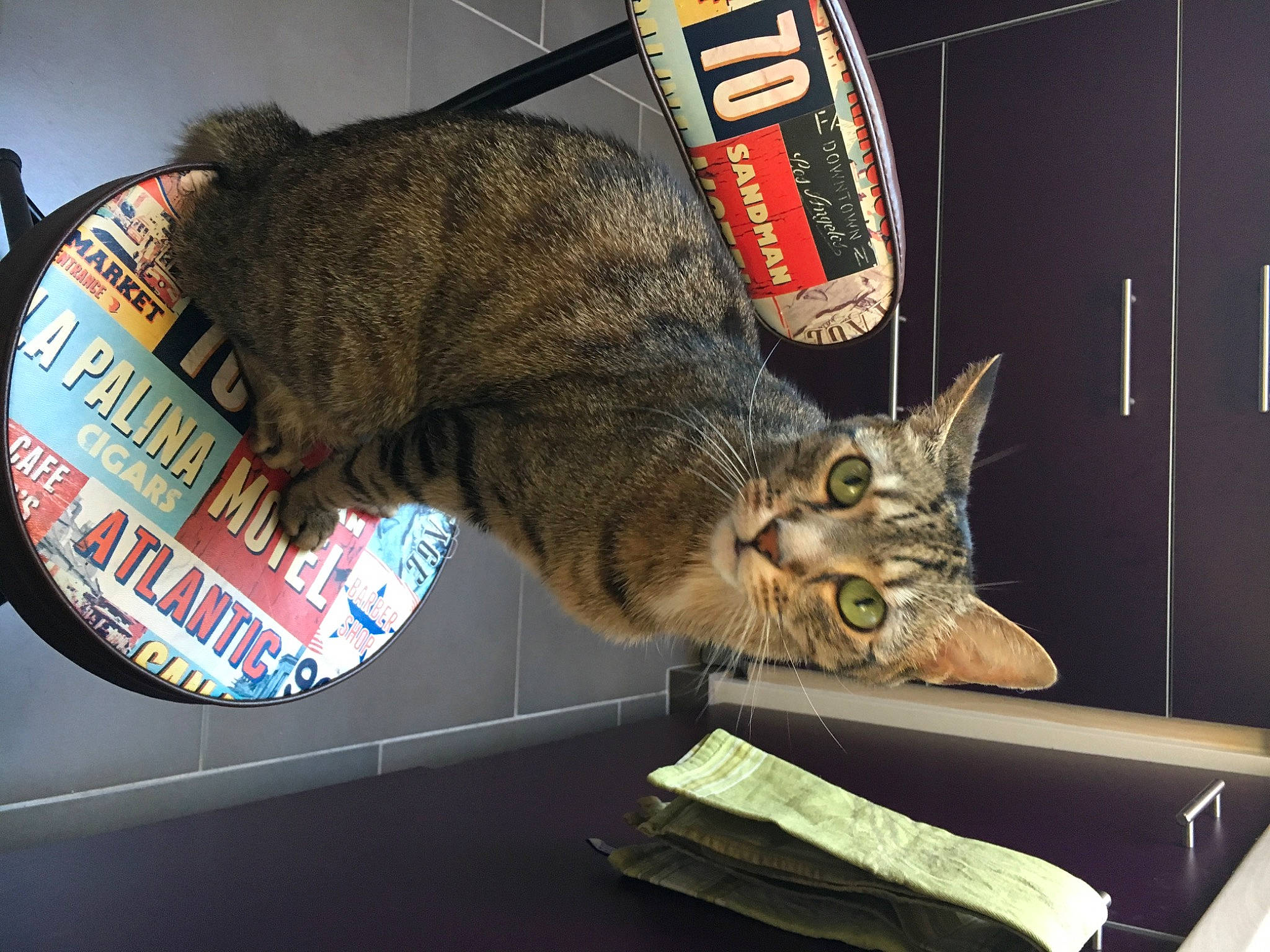 Vodka participe au concours pour gagner de l'argent avec cette photo : bag, carnivore, cat, comfort, domestic_short_haired_cat, door, felidae, fur, small_to_medium_sized_cats, snout, tail, whiskers