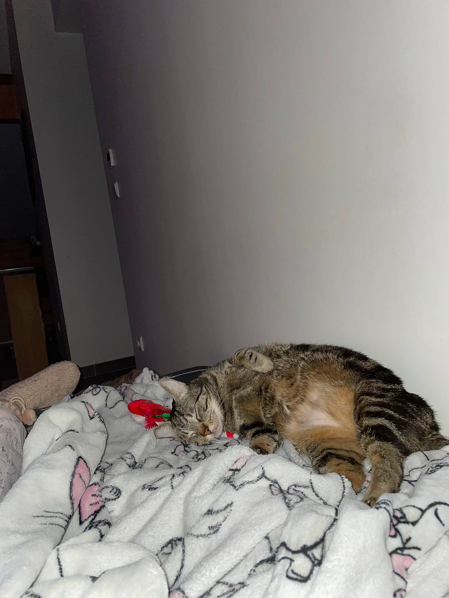 Smoky participe au concours pour gagner de l'argent avec cette photo : canidae, carnivore, cat, claw, comfort, couch, domestic_short_haired_cat, felidae, flooring, fur, hardwood, linens, nap, paw, small_to_medium_sized_cats, sporting_group, tail, terrestrial_animal, whiskers, wood