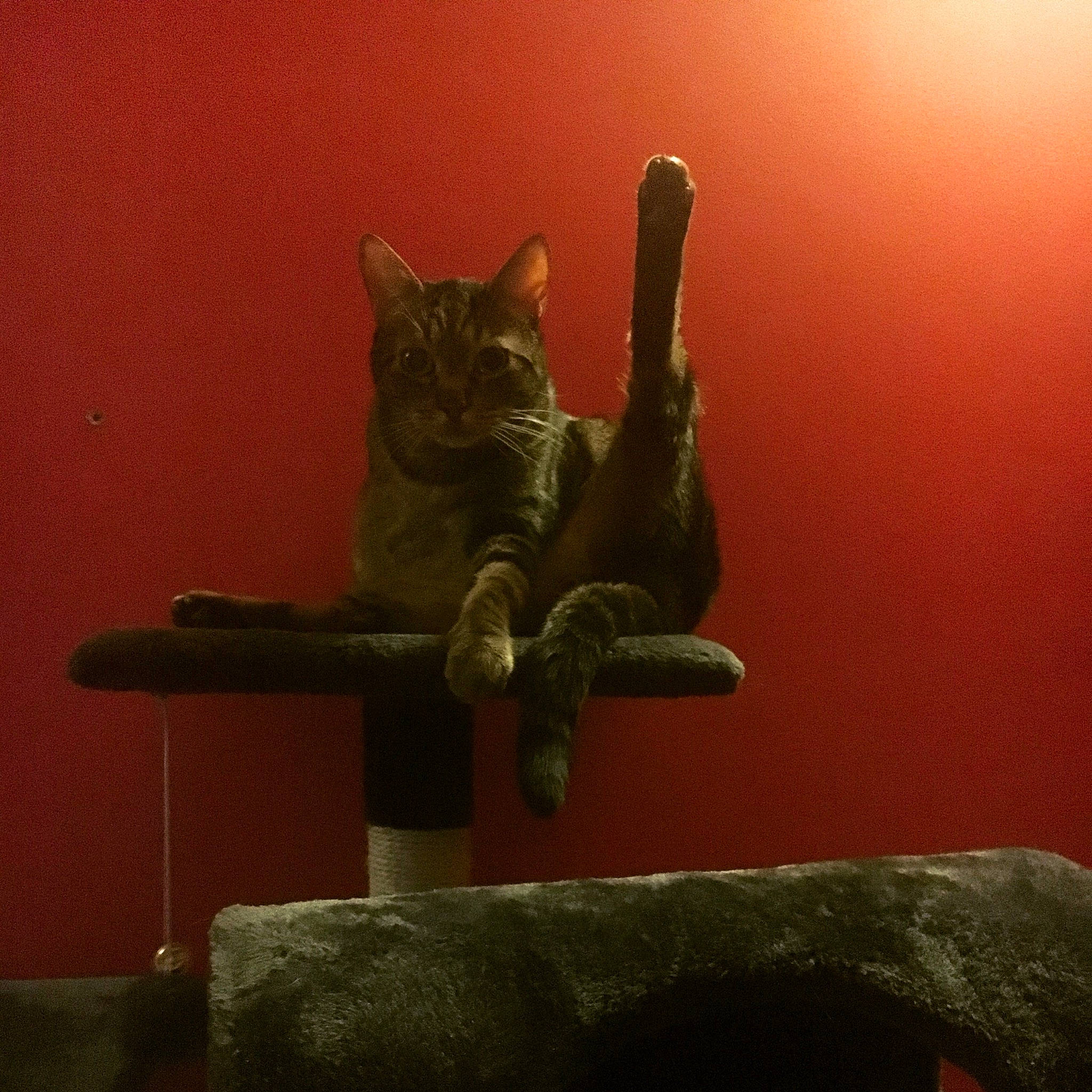 Smoky a rejoint le concours — aidez-le/la à gagner de superbes lots ! art, carnivore, cat, comfort, darkness, domestic_short_haired_cat, felidae, fur, grey, metal, room, sitting, small_to_medium_sized_cats, snout, still_life_photography, tail, terrestrial_animal, whiskers, window, wood